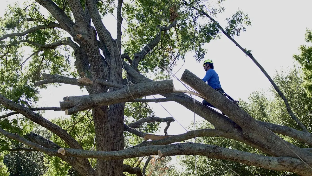 Professional Crown Thinning performed by certified arborists in Pelzer